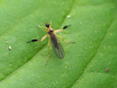 Platypalpus discifer