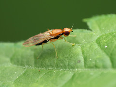 Psila