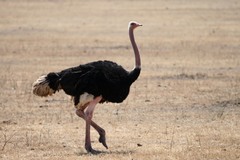 Struthio camelus massaicus
