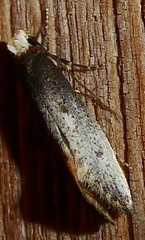 Tinea occidentella