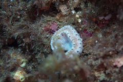 Sycozoa cerebriformis