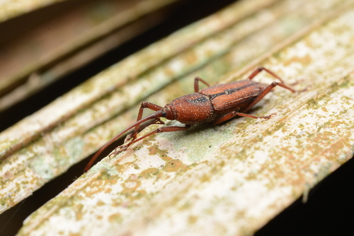 Cheevidu Insect Photo 109902350, (c) chiawentsai, some rights reserved (CC BY-NC ...