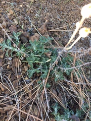 Eriophyllum lanatum achilleoides
