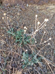 Eriophyllum lanatum achilleoides