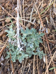Eriophyllum lanatum achilleoides