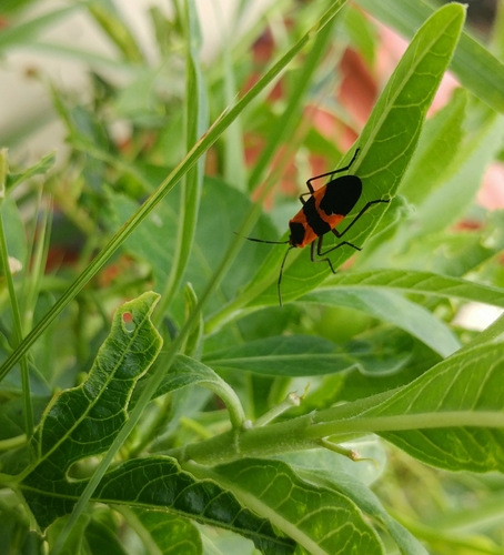 Large Milkweed Bug photographed in South Carolina