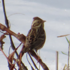Emberiza rustica