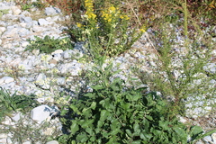 Raphanus raphanistrum landra