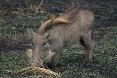 Phacochoerus africanus