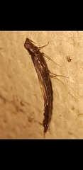 Atractocerus