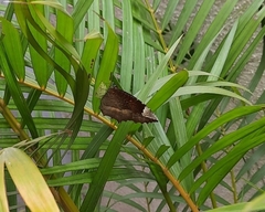 Elymnias hypermnestra undularis