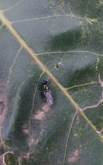 Prosopochrysa vitripennis