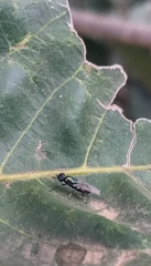 Prosopochrysa vitripennis