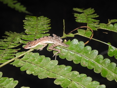 Anolis zeus