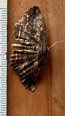Gellonia pannularia