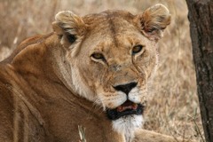 Panthera leo