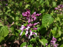 Ocimum labiatum