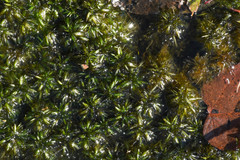 Sphagnum cribrosum