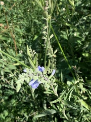 Salvia pallida