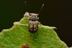 Exechesops