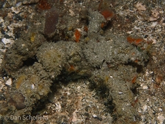 Camposcia retusa