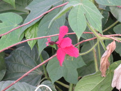 Hibiscus uncinellus