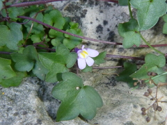 Cymbalaria muralis