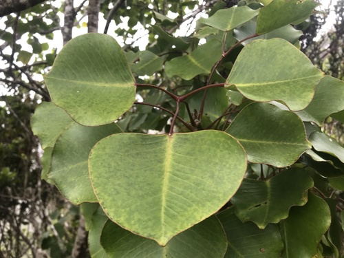 Cheirodendron platyphyllum