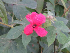 Hibiscus uncinellus