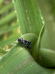 Balacha melanocephala