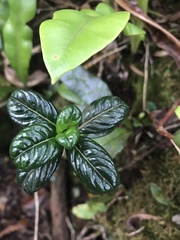 Geniostoma waialealae