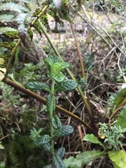 Geniostoma waialealae