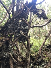 Geniostoma waialealae