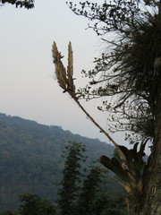 Tillandsia heterophylla