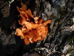 Podoscypha petalodes