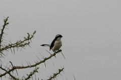 Lanius excubitoroides