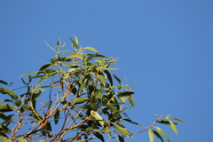 Eucalyptus botryoides