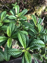 Cyrtandra