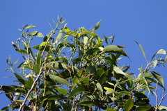 Eucalyptus botryoides