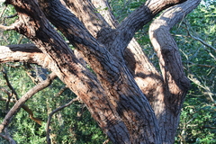 Eucalyptus botryoides