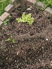 Capsicum annuum annuum