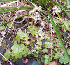 Conoclinium coelestinum