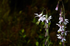 Nabalus autumnalis