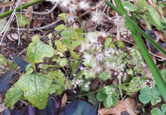 Conoclinium coelestinum