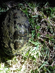 Pseudemys peninsularis