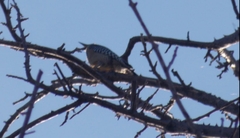 Melanerpes hoffmannii