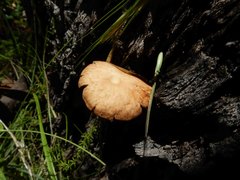Xeromphalina leonina