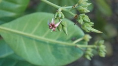 Anacardium occidentale
