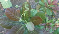 Anacardium occidentale