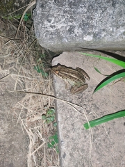 Leptodactylus latrans